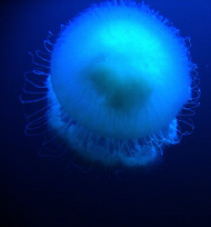 Dive and Trek, Anilao, Batangas by Bernard Maglana 